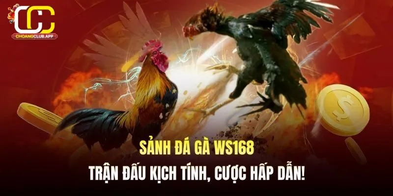 Giới Thiệu Về Ws168 Đá Gà  Trên Choangclub